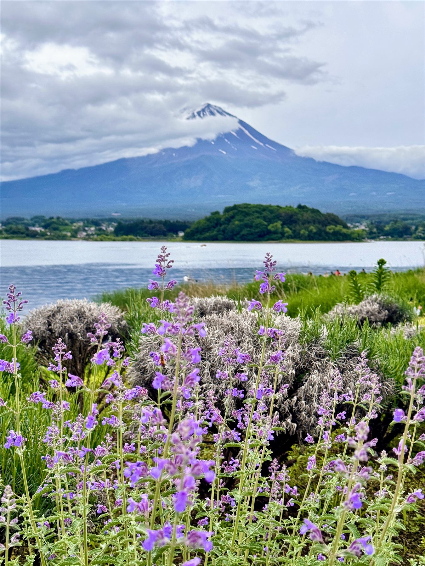 Mount Fuji across a lake with purple flowers in the foreground