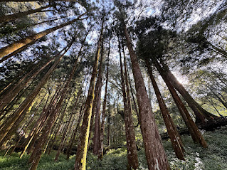 Scenery on a walk in Alishan