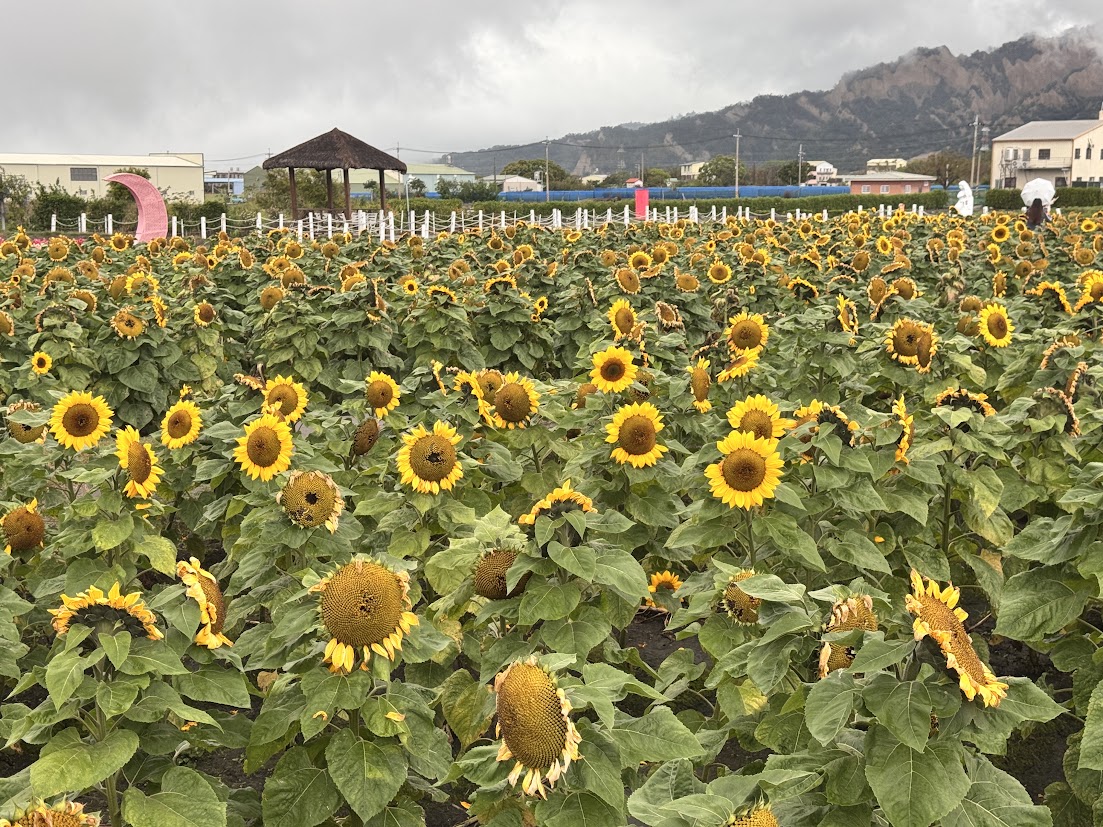 Sunflower field at Zhong She flower market