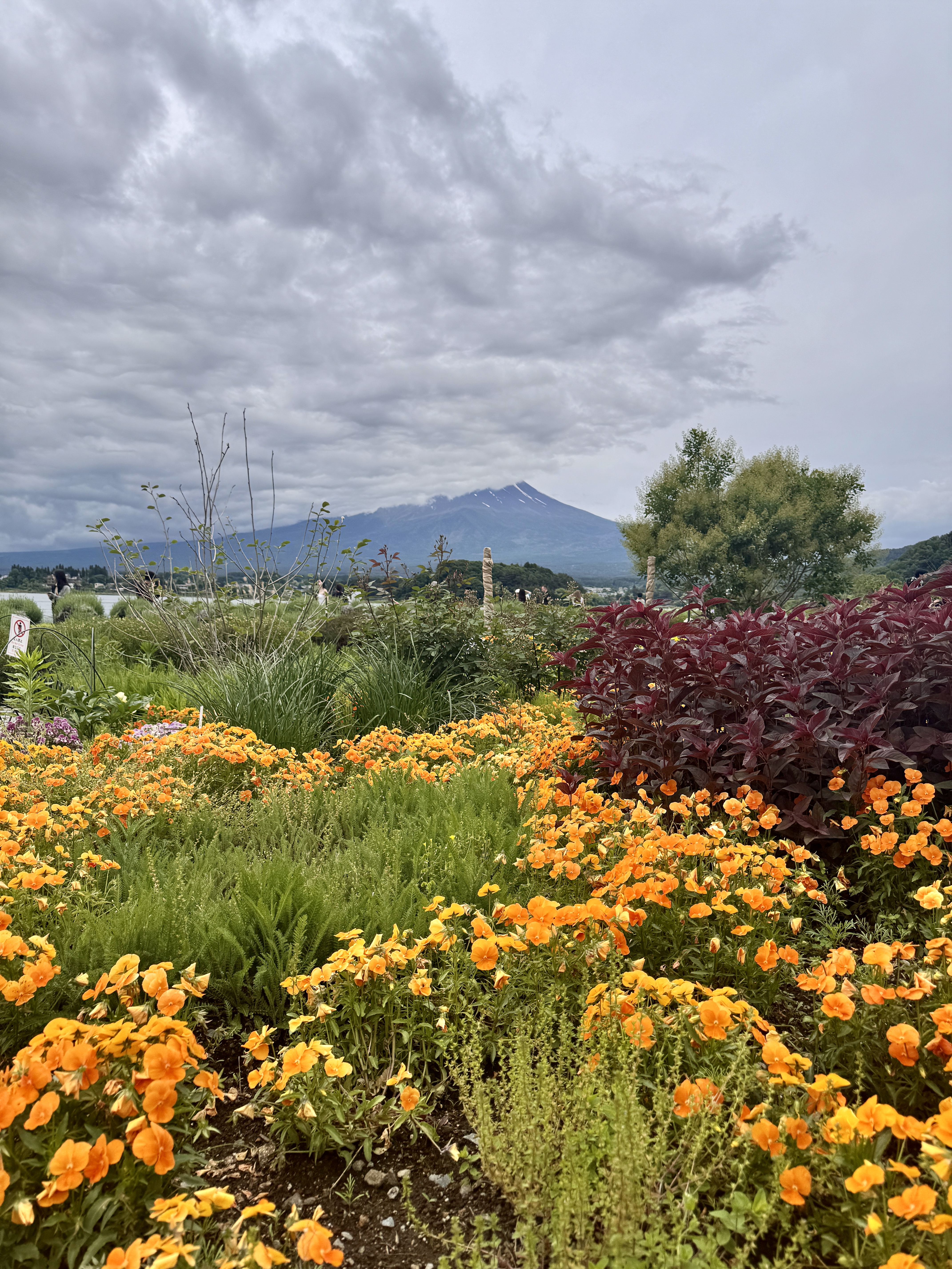 Mount Fuji beyond a colorful flower garden