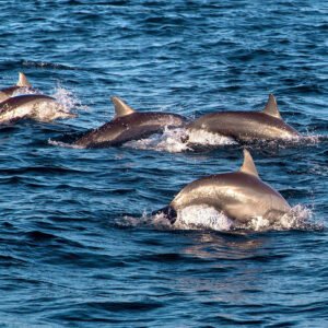 Dolphins swimming in the open sea during a dolphin watching tour in Bohol, Philippines