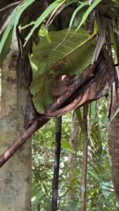 Philippine tarsier resting on a tree branch in Bohol