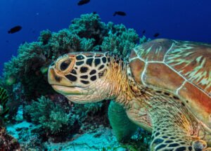 Sea turtle swimming near coral reefs in Balicasag Island, Bohol
