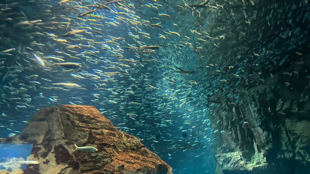 Large aquarium tank filled with schools of fish inside Osaka Aquarium Kaiyukan.