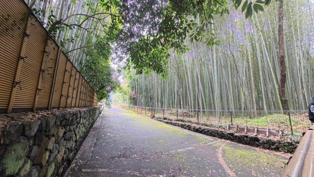 Path lined with towering bamboo trees in Arashiyama Bamboo Forest, Kyoto, Japan.