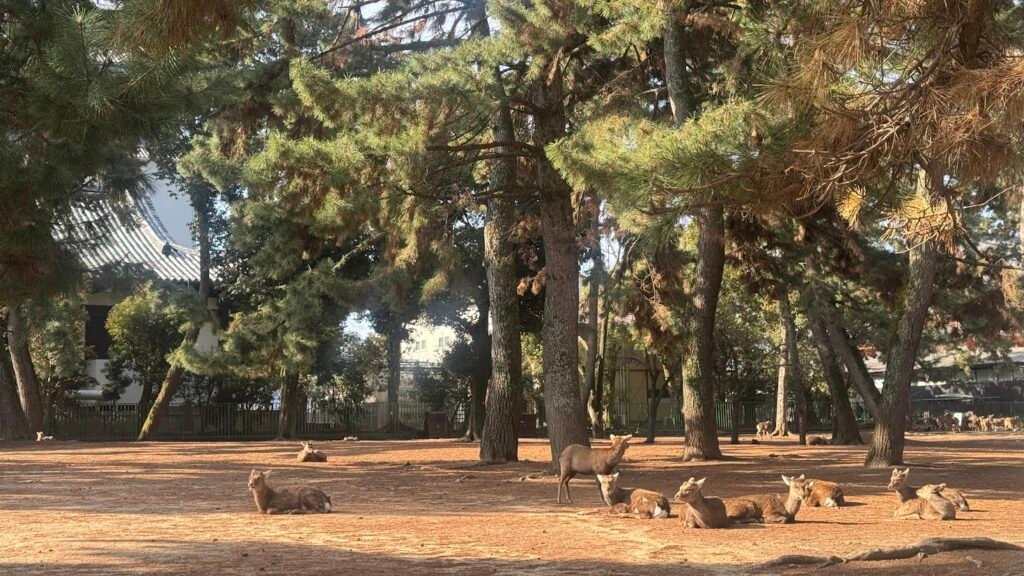 Several deer resting beneath tall pine trees in Nara Park, Japan, with warm sunlight filtering through the forest and traditional buildings visible in the background.