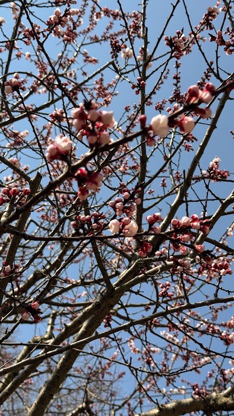 Pink plum blossoms blooming against a bright blue sky in Kobe, Japan.