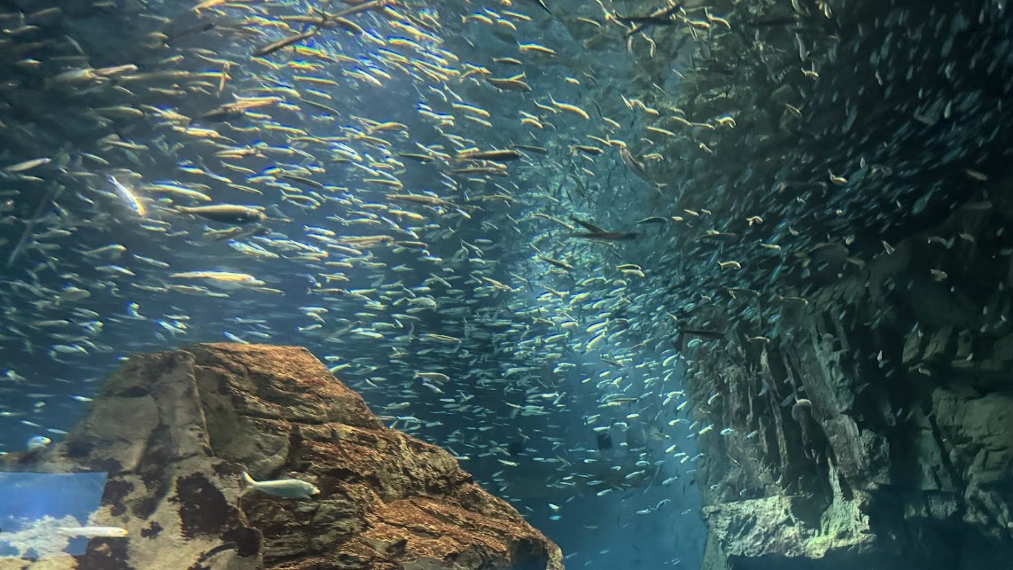 Osaka Aquarium indoor stop for rainy day travel in Japan